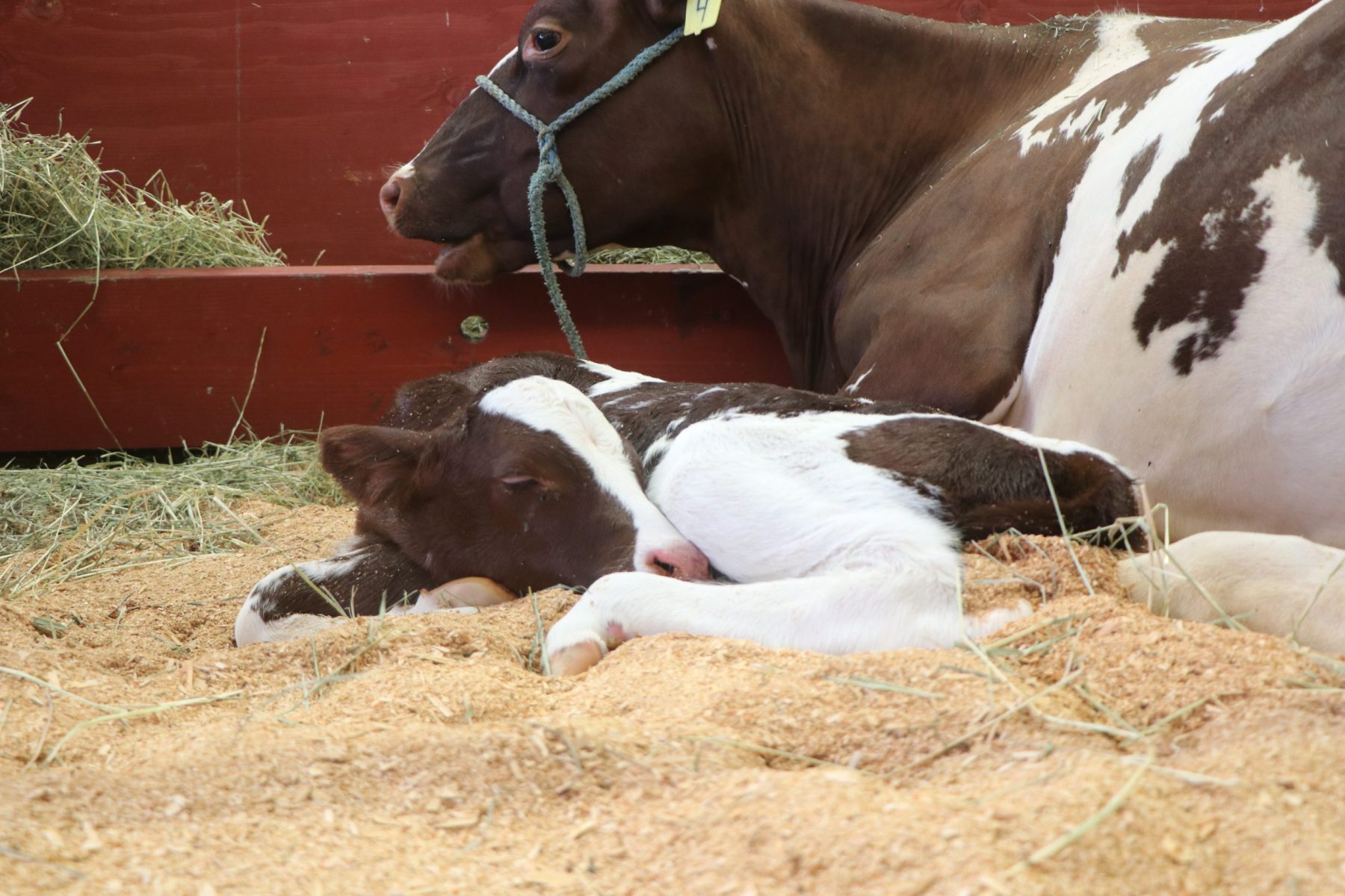 Baby cow born at SW Washington Fair