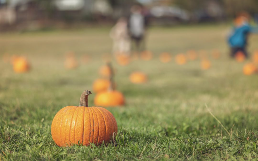 Fall Activities in Chehalis